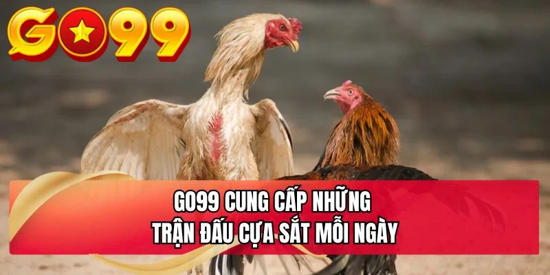 GO99 cung cấp những trận đấu cựa sắt mỗi ngày